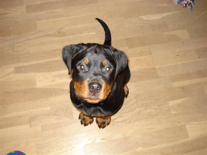 Rottweiler Basse - Hej, jeg hedder Basse billede 1