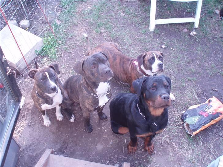 Amerikansk staffordshire terrier cammo - her er vi så alle 4 lady, mig, raya og balto.. ih hvor vi kunne lege i sommers:) billede 15