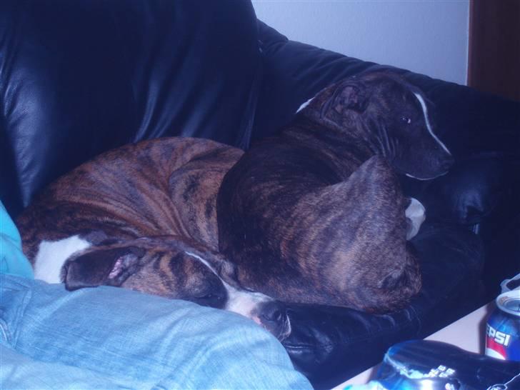 Amerikansk staffordshire terrier cammo - jeg er godt nok ikk med på billedet, men det ser så sødt ud at "søster lady" puttede med vores veninde raya:) billede 16