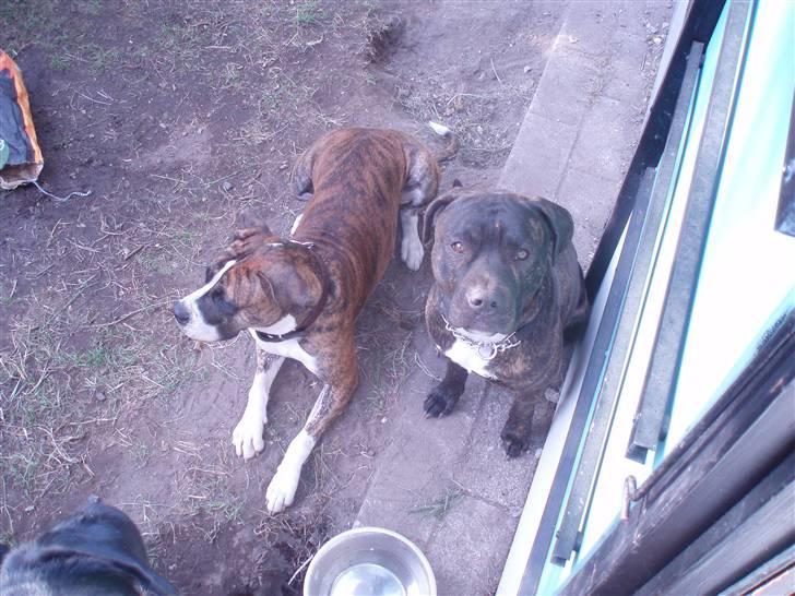 Amerikansk staffordshire terrier cammo - hende vil jeg meget gerne være mere end venner med.. hihi billede 17