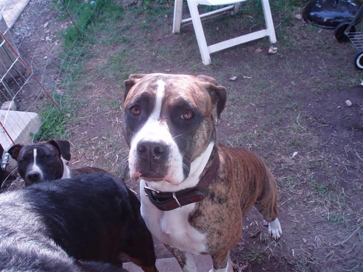 Amerikansk staffordshire terrier cammo - mig og baltos gode veninde.. når hun ikke skælder os ud.. (for vi er da aldrig selv skyld i det) hehe billede 18