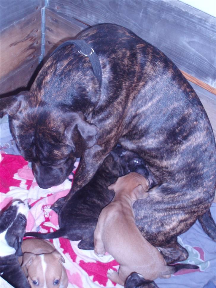 Amerikansk staffordshire terrier cammo - mit første kuld hvalpe, skulle lige se til dem:) billede 19