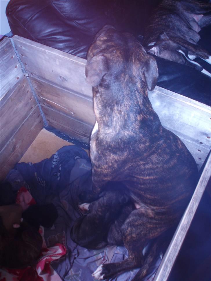 Amerikansk staffordshire terrier cammo - lige et til.. hvor man kan se den trætte mor i bagrunden.. så er det godt jeg kan træde lidt til:) billede 20