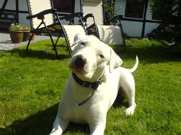 Blanding af racer Emma Dilemma R.I.P - A hva sagde du? billede 1