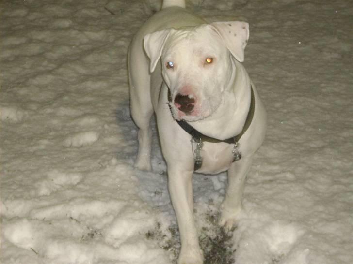 Blanding af racer Emma Dilemma R.I.P - Please, giv mig nu den snebold :-) billede 2