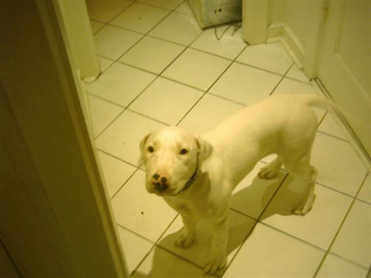 Blanding af racer Emma Dilemma R.I.P - Hvis jeg nu ser rigtig sølle ud, får jeg så en godbid? billede 3