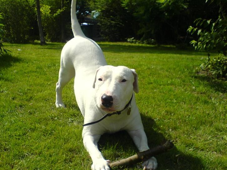 Blanding af racer Emma Dilemma R.I.P billede 5