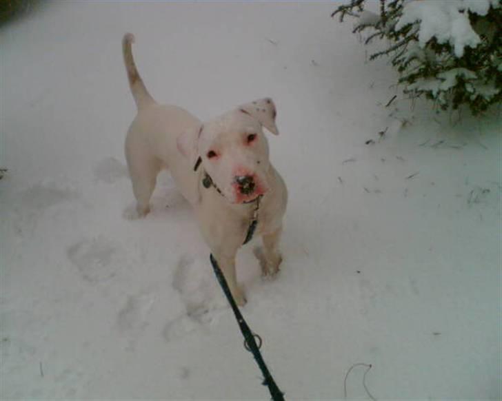 Blanding af racer Emma Dilemma R.I.P - Uh ja! Sne er alleryndlings.. billede 6