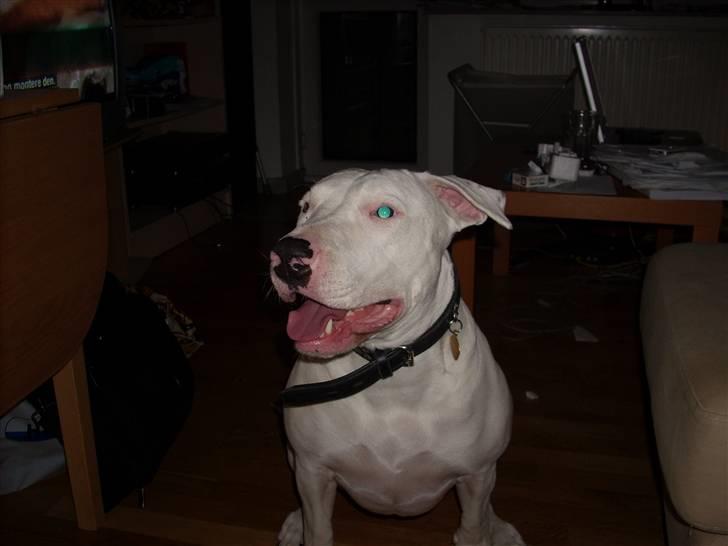 Blanding af racer Emma Dilemma R.I.P - Strike the pose! Smuk er man jo.. billede 7