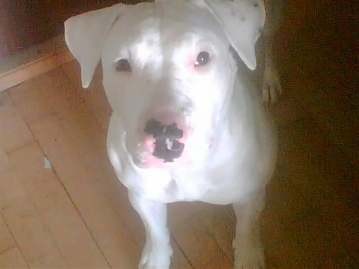 Blanding af racer Emma Dilemma R.I.P - Var der nogen der sagde gå tur!? billede 8