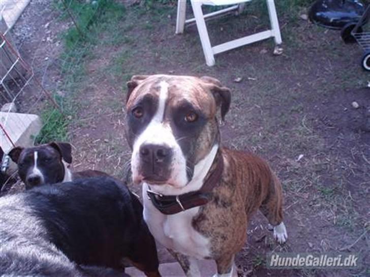 Blanding af racer Raya - Raya hjemme og besøge Balto, Cammo og Lady billede 18