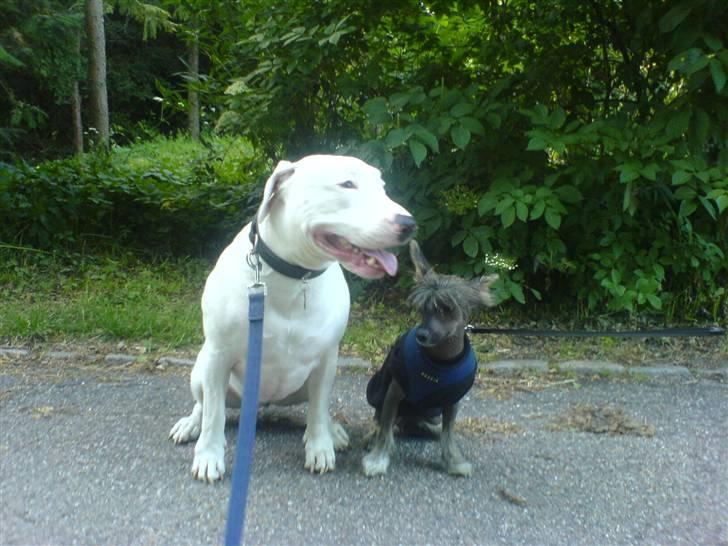 Blanding af racer Emma Dilemma R.I.P - Sammen med Oscarmand billede 9