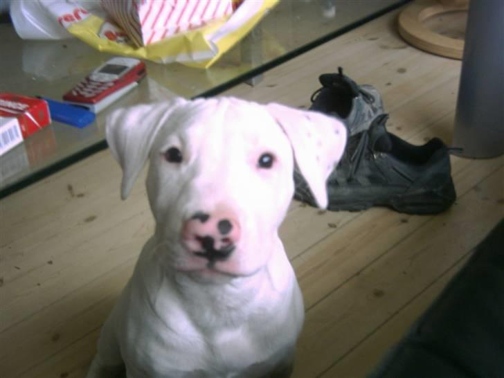 Blanding af racer Emma Dilemma R.I.P - I min mindre heldige periode, så grim at jeg er fin :-) billede 10