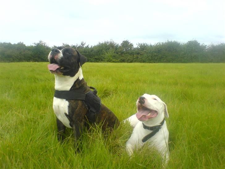 Blanding af racer Emma Dilemma R.I.P - Mig og min ven Lector Erector. billede 11