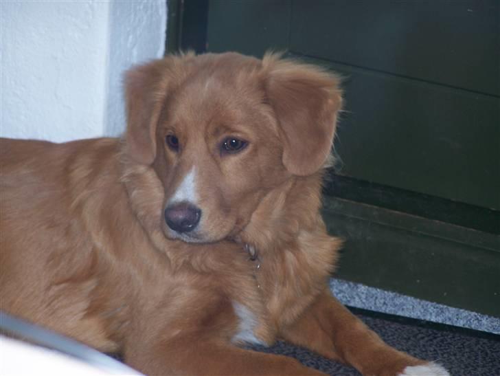 Nova scotia duck tolling retriever Mangus billede 6