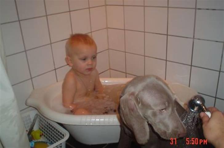 Weimaraner Baghera - Venner for livet - store badedag  billede 6