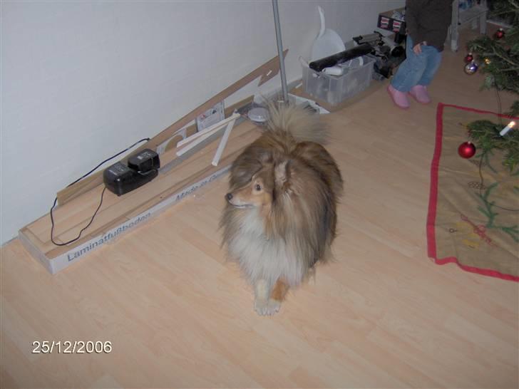 Shetland sheepdog Elvis - Elvis venter spændt på om julemanden kigger forbi billede 1