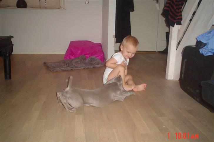 Weimaraner Baghera - 30/11.07 Skal vi lege...  billede 7
