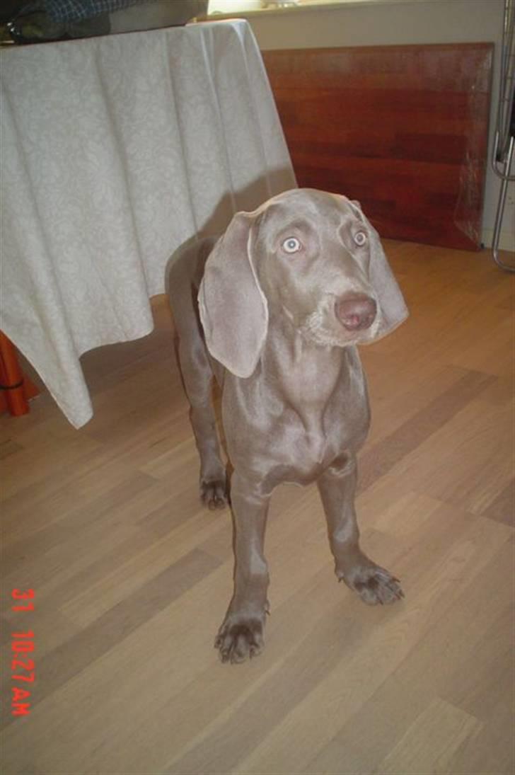 Weimaraner Baghera - 31.12.07 NYTÅR :-)  billede 8
