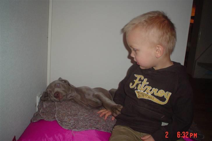 Weimaraner Baghera - 2/12.07 Jeg elsker Baghera billede 9