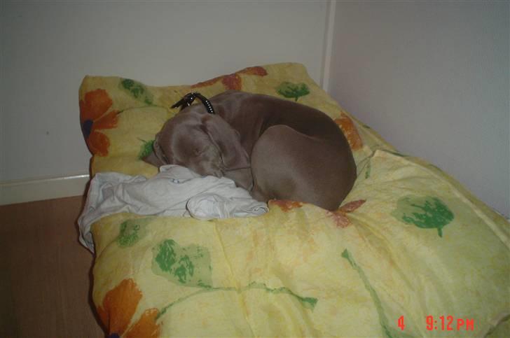 Weimaraner Baghera - 4/12.07 Jeg kan "ikke" li mit nye hjem :-) billede 10