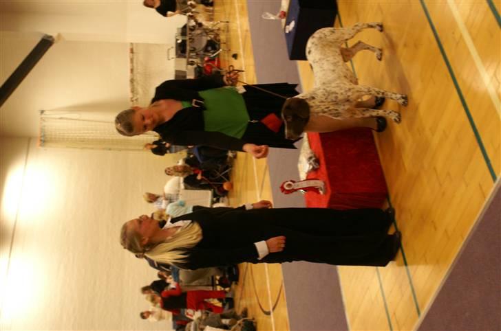 Gammel dansk hønsehund Stampe <33!!  - Vinder af Juniorhandling : Juleskuet i Thisted 2007 billede 20