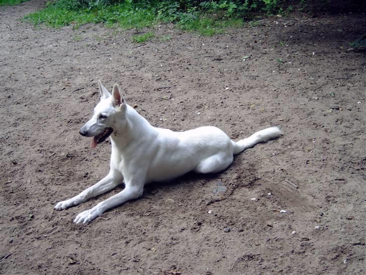 Hvid schæfer smokey billede 1