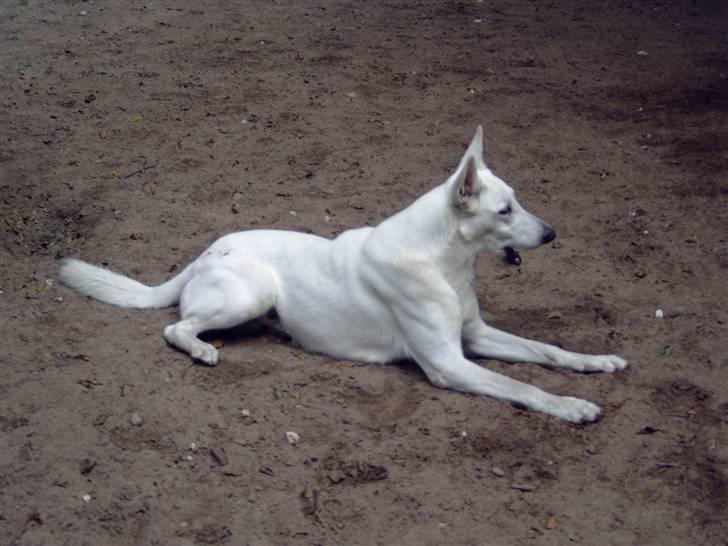 Hvid schæfer smokey billede 2