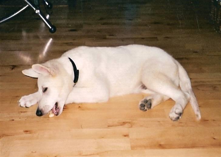 Hvid schæfer smokey billede 3