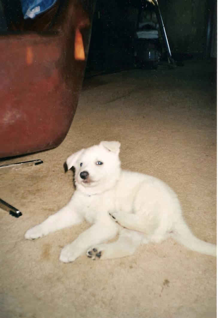 Hvid schæfer smokey billede 4