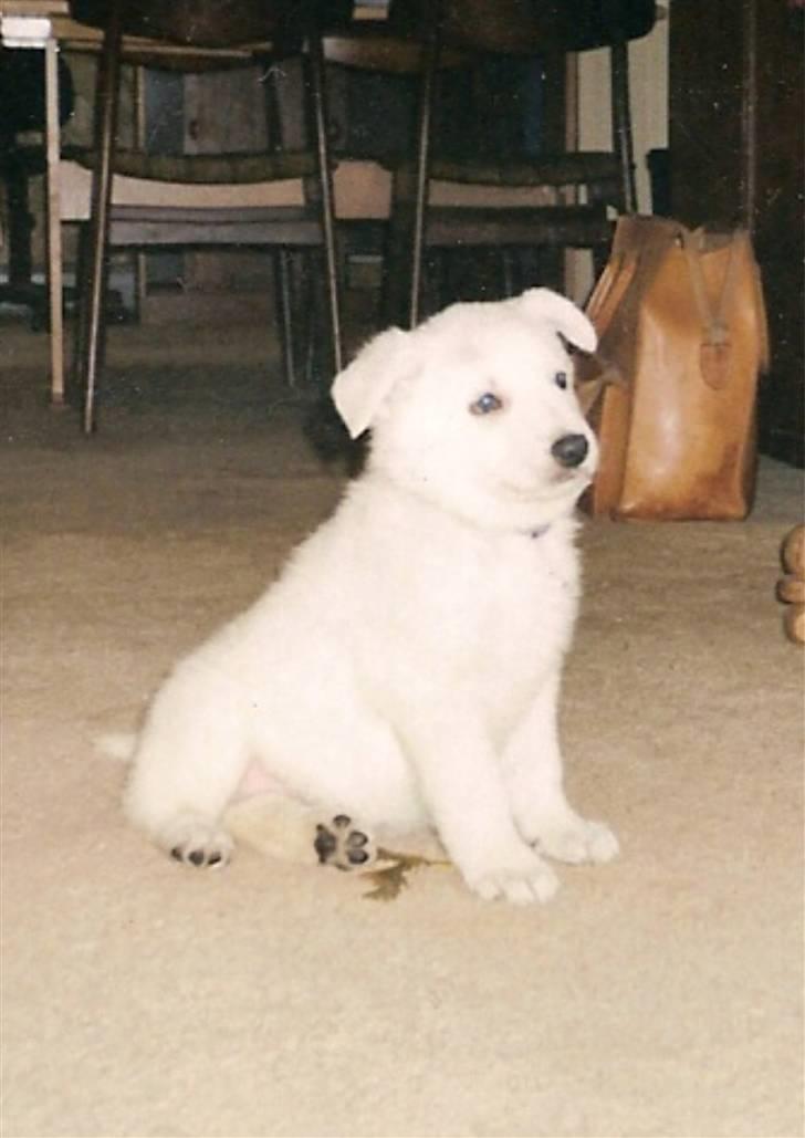 Hvid schæfer smokey billede 5