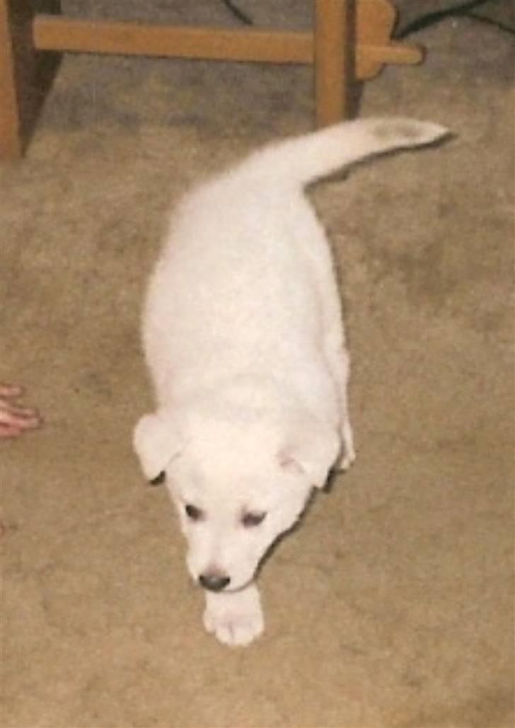 Hvid schæfer smokey billede 6