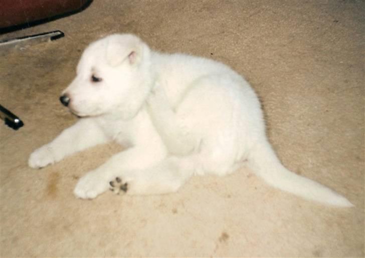 Hvid schæfer smokey billede 7