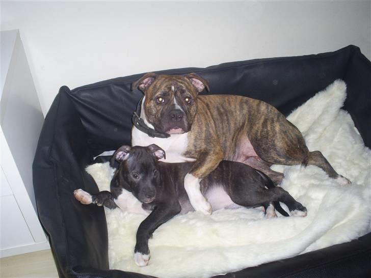 Amerikansk bulldog Topp's Magic Deville - SEEE min moaaar holder om mig billede 2