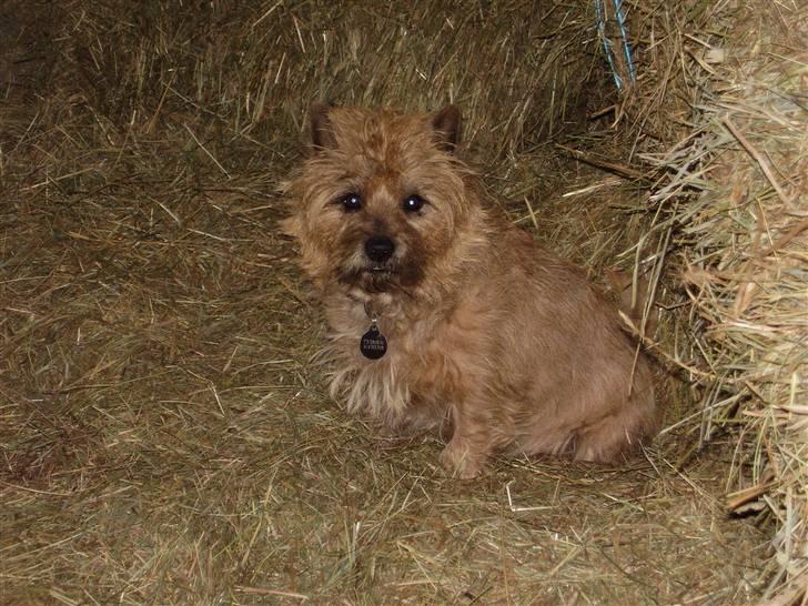 Cairn terrier Ribemarskens humoristiske - Hubert har samme farve som halmen i stalden,han kan blive helt væk hvis han ligger i det billede 1