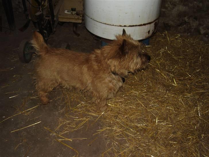 Cairn terrier Ribemarskens humoristiske - Er han ikke fin ?? billede 2