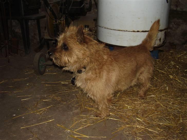 Cairn terrier Ribemarskens humoristiske - Er der ikke snart en der vil klappe mig i stedet for billede 3