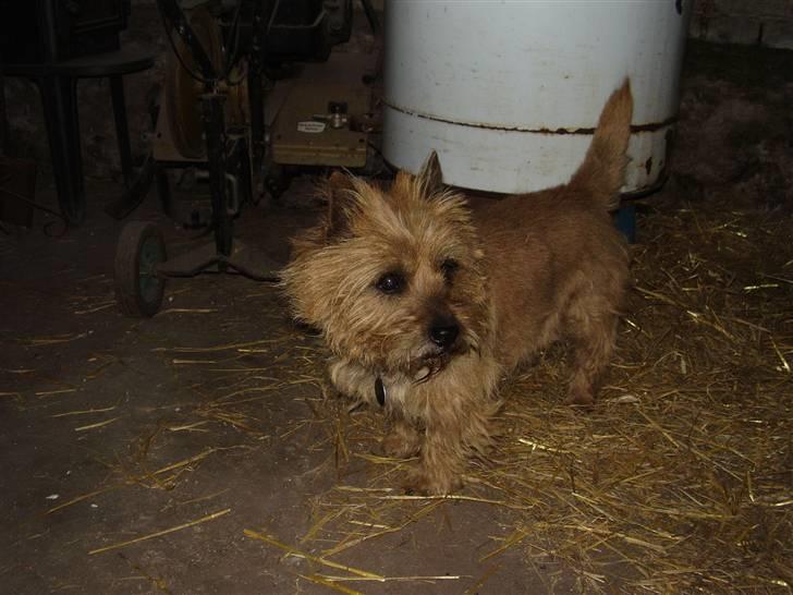 Cairn terrier Ribemarskens humoristiske - Skøn hund billede 4