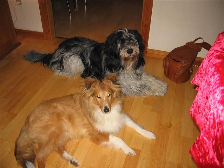 Schapendoes Valle  - Valle sammen med min anden hund Laban billede 2