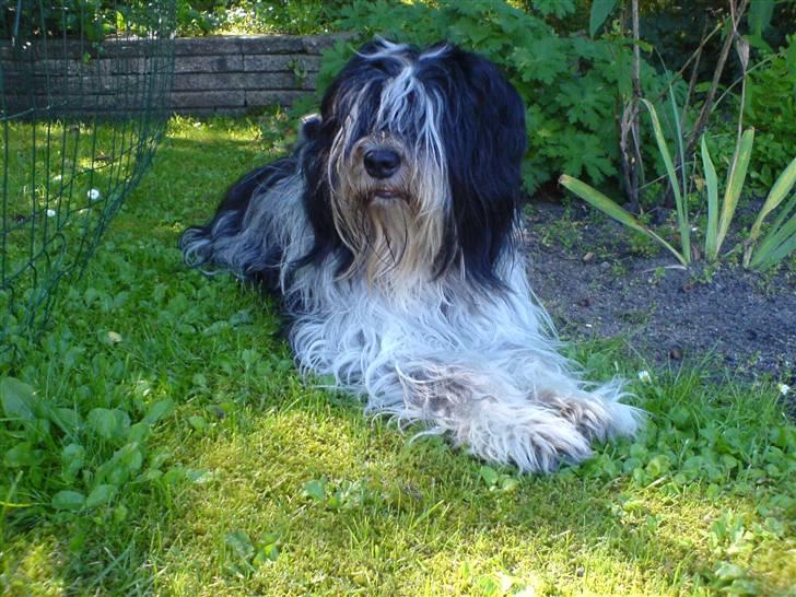 Schapendoes Valle  billede 3