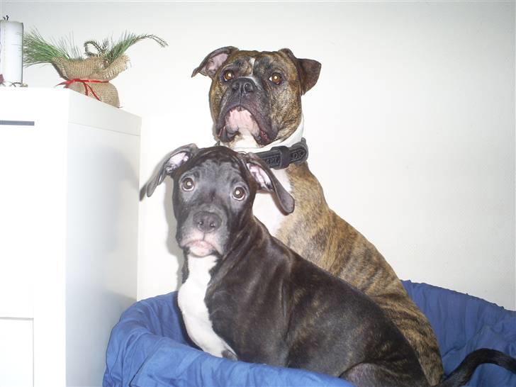 Amerikansk bulldog Topp's Magic Deville - Mig og min mor :-) billede 3