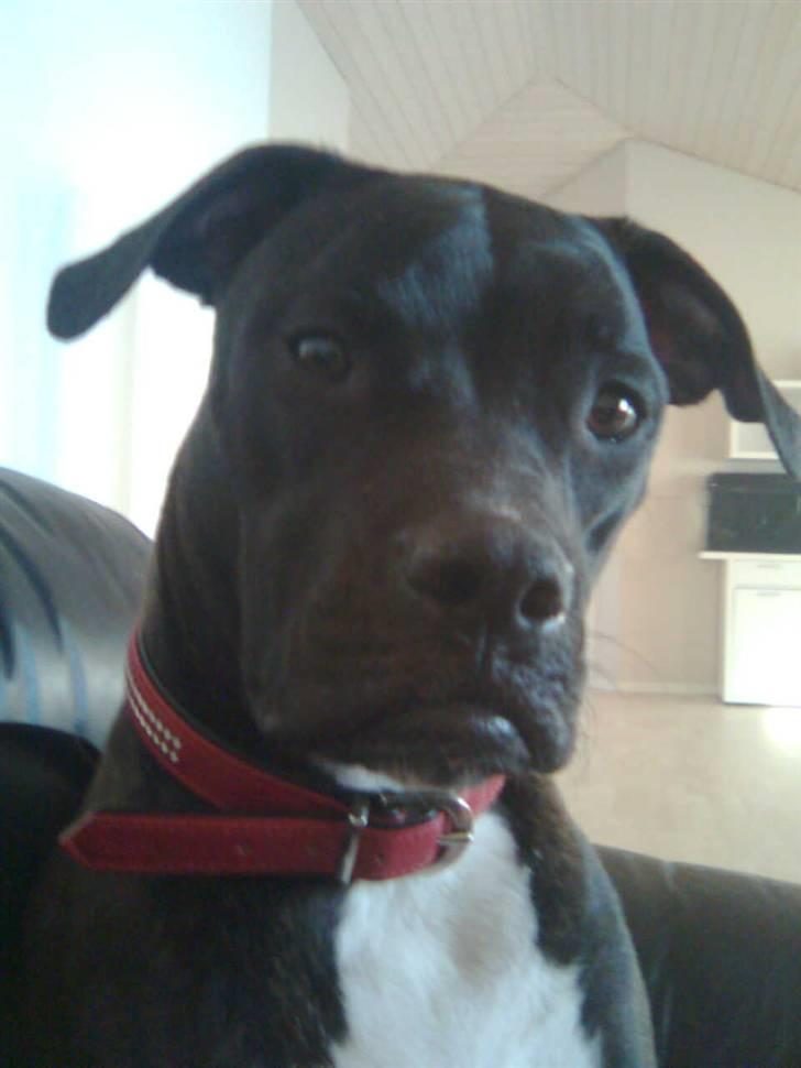 Amerikansk bulldog Topp's Magic Deville billede 4