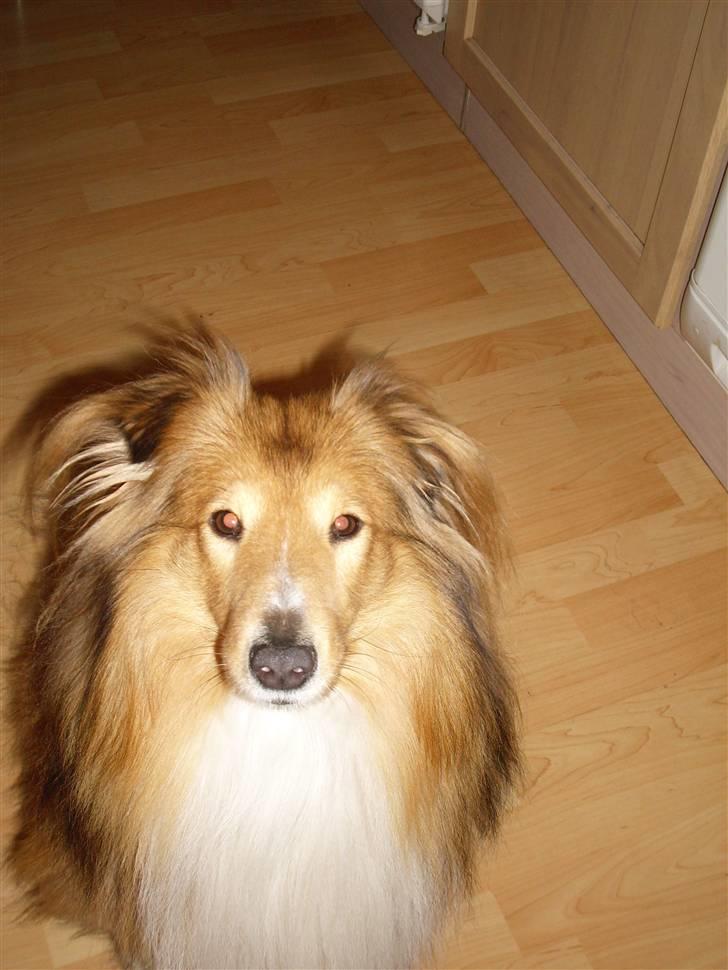 Shetland sheepdog Laban  billede 1