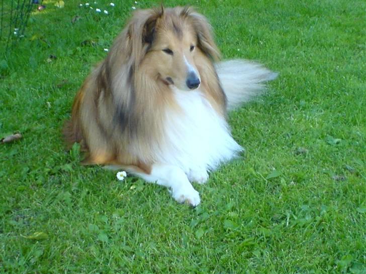 Shetland sheepdog Laban  billede 2