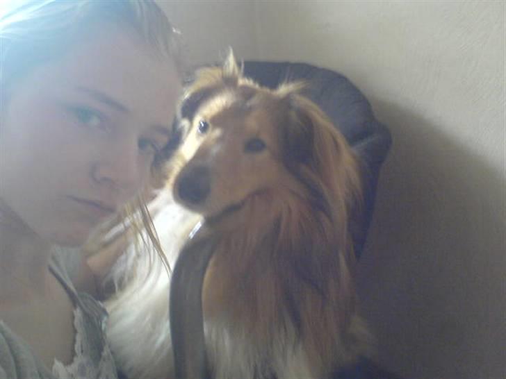 Shetland sheepdog Laban  billede 3