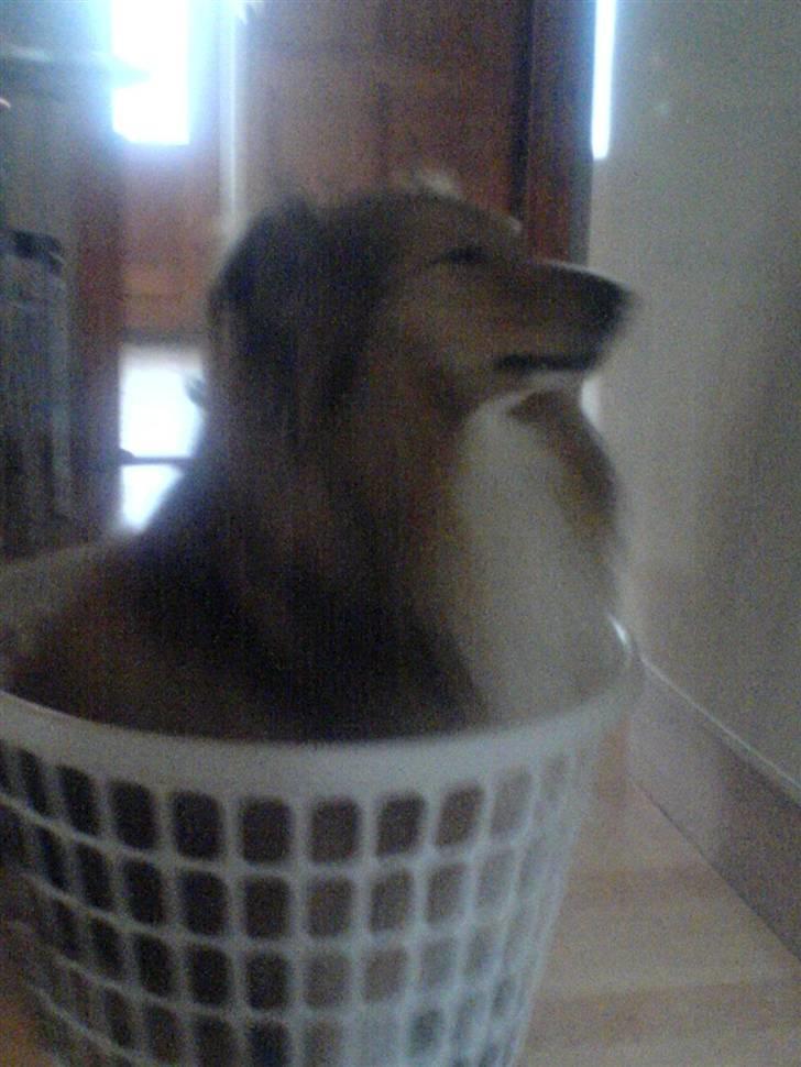 Shetland sheepdog Laban  billede 4