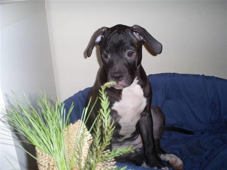 Amerikansk bulldog Topp's Magic Deville billede 5