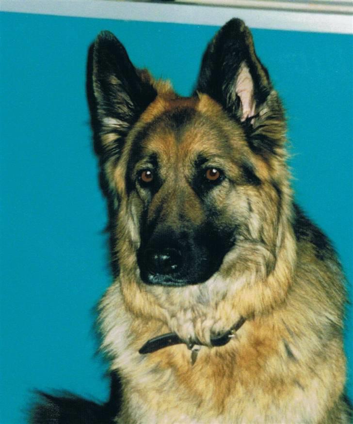Schæferhund Tenna *RIP 2001* - Søde smukke Tenna.. Savner hende hver eneste dag billede 1