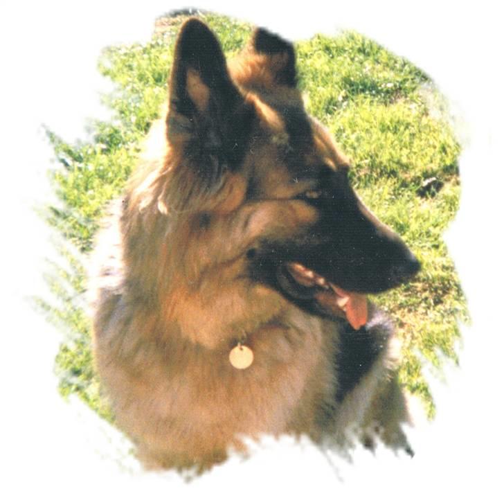 Schæferhund Tenna *RIP 2001* - Tenna-mullen =D billede 2