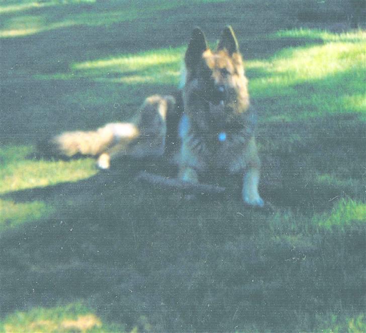 Schæferhund Tenna *RIP 2001* - Ligger og hviler i skyggen billede 3